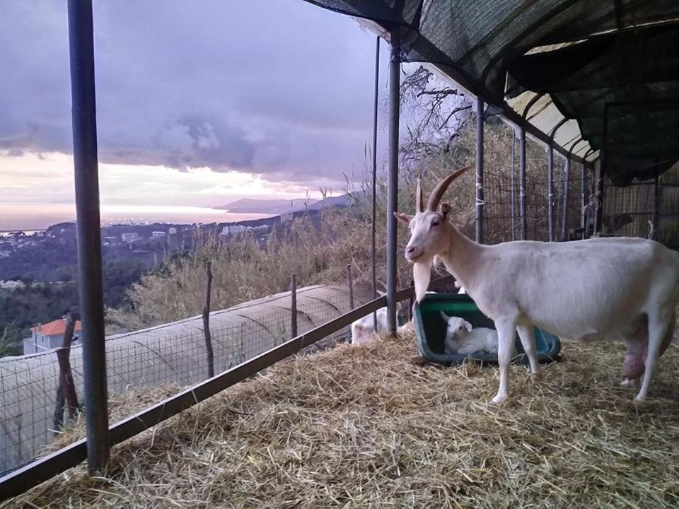 Agriturismo Fattoria Montecontessa Villa Genoa Luaran gambar